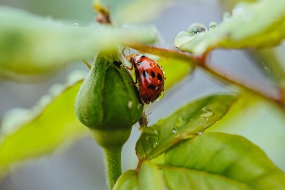 arthropod, ladybug, plant, beetle, leaf, spring, insect, garden, nature, rain