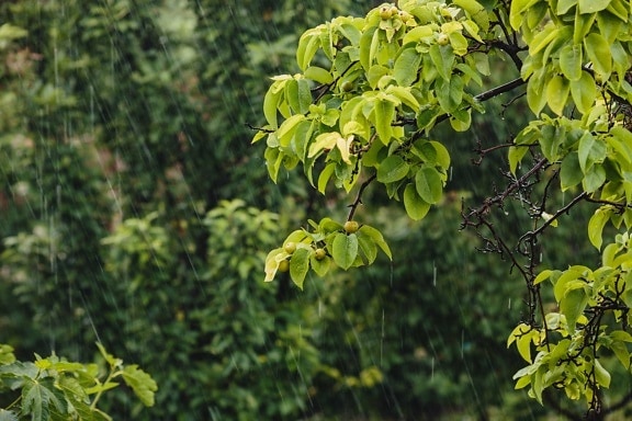 bad weather, branch, orchard, pear, pears, rain, raindrop, wind, leaf, nature