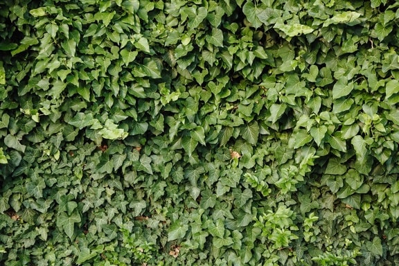 green, green leaves, ivy, texture, leaf, flora, plant, garden, hedge, wall
