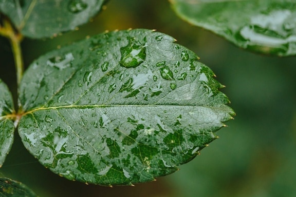 dew, ecology, horizontal, moisture, purity, rain, raindrop, rainy season, plant, leaf