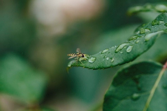 ecology, insect, purity, raindrop, small, wasp, arthropod, invertebrate, leaf, nature