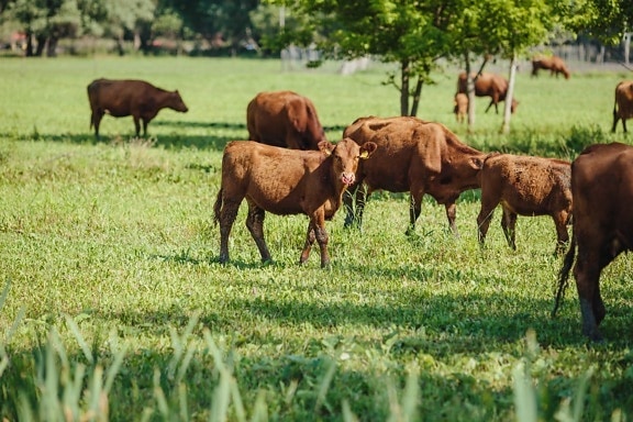 теля, корова, випасу, молоді, ранчо, поле, ферми, сільських, трава, луговий