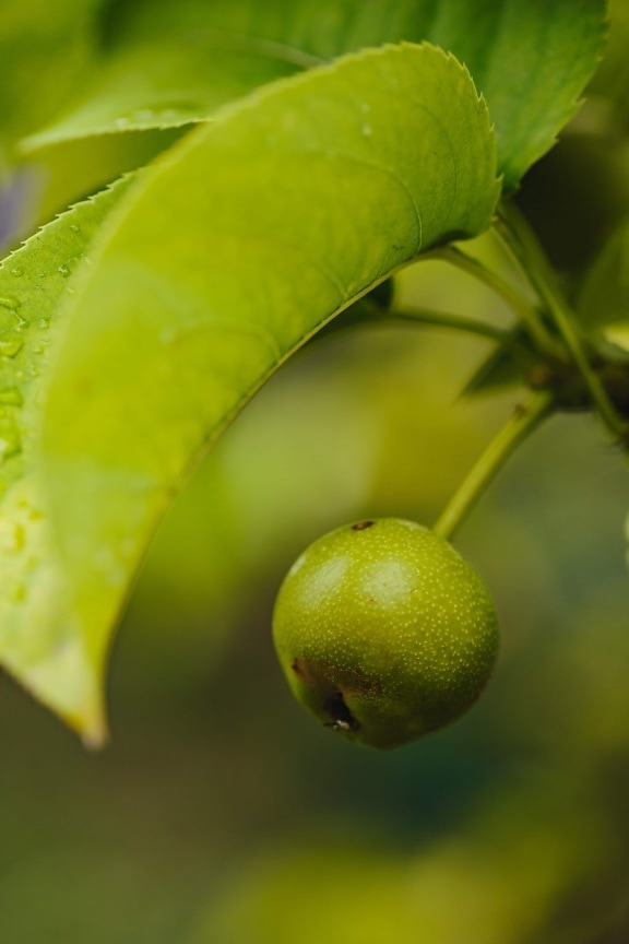 green leaves, pear, small, unripe, fruit, fresh, vitamin, healthy, produce, food