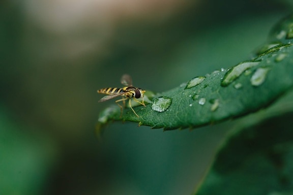 详细信息, 露, 绿色的树叶, 宏, 水分, 雨, 雨滴, 侧面视图, 黄蜂, 湿