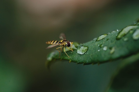 până aproape, roua, frunza verde, macro, picătură de ploaie, viespe, artropode, gândac, insectă, nevertebrat