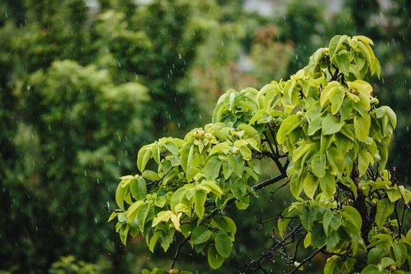 regn, regntiden, våren, treet, trær, blad, natur, anlegget, blader, flora