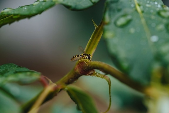 branches, green leaf, insect, rain, rainy season, rose, wasp, arthropod, spider, invertebrate