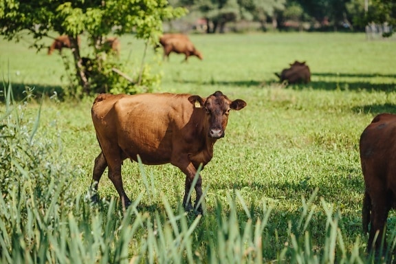 牛, 牛, 小牛, 牛, 奶牛, 草, 牧场, 农场, 放牧, 动物