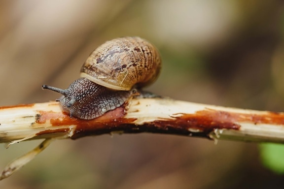 close-up, lonely, move, single, skin, slime, snail, gastropod, garden, invertebrate