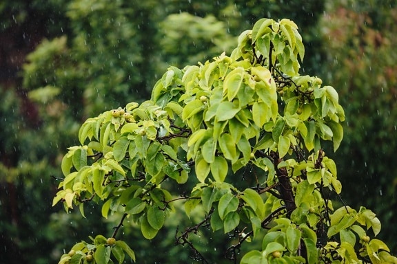 regn, regndråbe, blad, træ, plante, blade, foråret, løv, sommer, skov