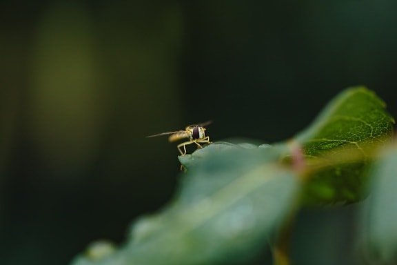 blurry, wasp, bug, insect, invertebrate, nature, arthropod, leaf, outdoors, wildlife