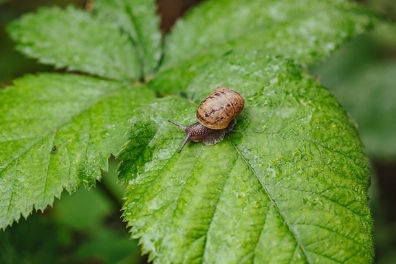 dew, moisture, rain, raindrop, rainy season, wet, snail, insect, nature, gastropod