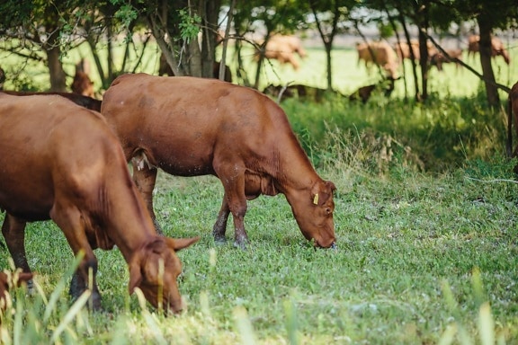 Argentína, tehenek, fű, lovak, ló, farm, széna mező, állattenyésztés, legelő, mező
