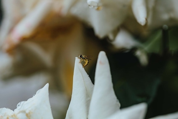 insect, miniature, small, wasp, flower, nature, blur, outdoors, summer, leaf