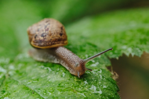 Snails and slugs free images, public domain images