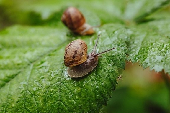 pair, snails, snail, invertebrate, shell, mollusk, gastropod, animal, brown, garden