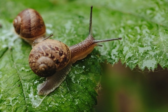 rainy season, side view, snails, wet, nature, garden, snail, gastropod, invertebrate, mollusk