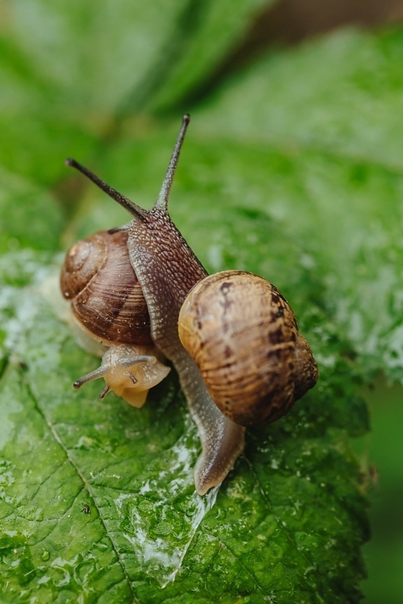 close-up, head, pair, slime, snails, snail, shell, gastropod, animal, garden