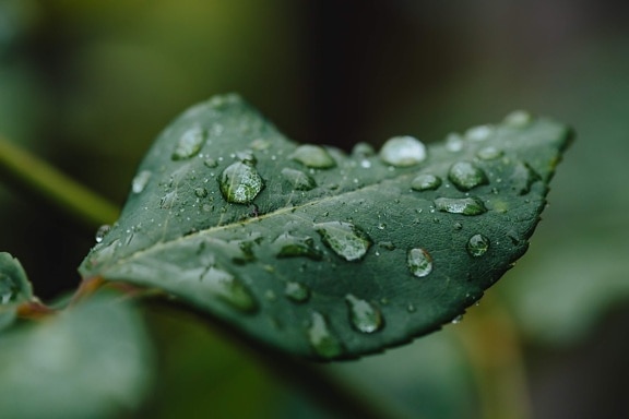 orvalho, folhas verdes, umidade, chuva, molhado, folha, planta, água, grama, fechar-se