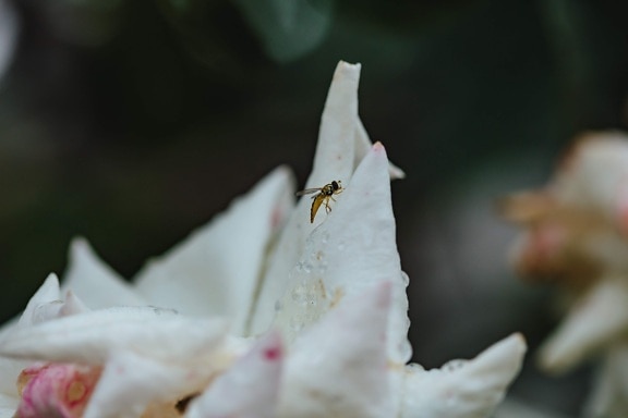 黄蜂, 灌木, 花, 性质, 户外活动, 模糊, 叶, 夏天, 雨, 纯度
