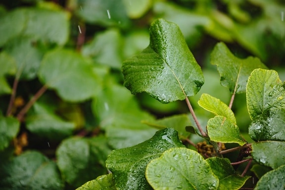 green leaf, green leaves, rain, rainy season, wet, leaf, herb, leaves, nature, food