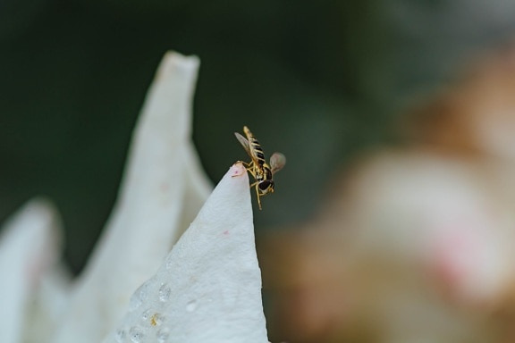 vertical, wasp, white flower, arthropod, outdoors, insect, flower, nature, blur, wildlife