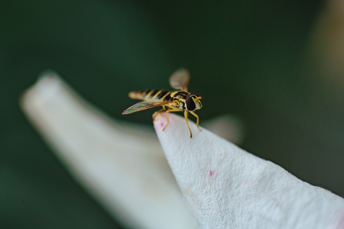 insect, legs, wasp, wings, invertebrate, arthropod, nature, animal, wildlife, outdoors