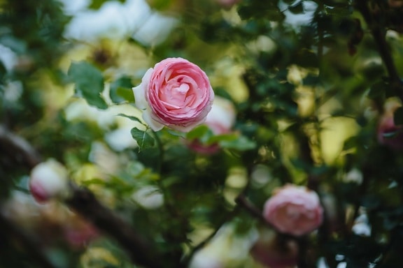 blurry, focus, petals, shrub, plant, love, roses, rose, bouquet, decoration