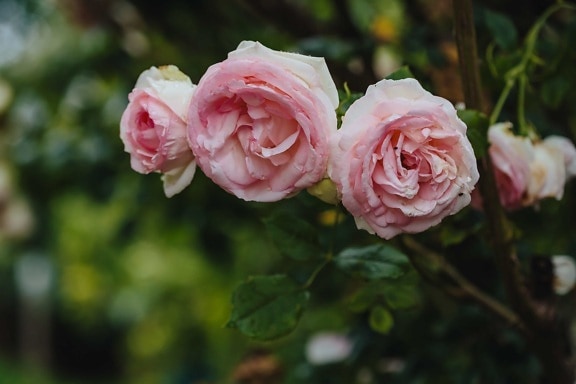 рожево, Троянди, три, Пелюстка, лист, Троянда, чагарник, природа, завод, рожевий