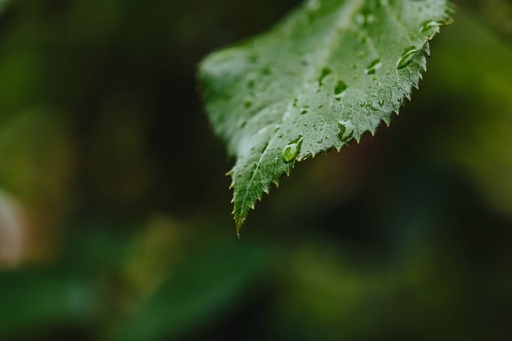 rainy season, waterdrop, wet, rain, nature, fern, leaf, tree, plant, blur