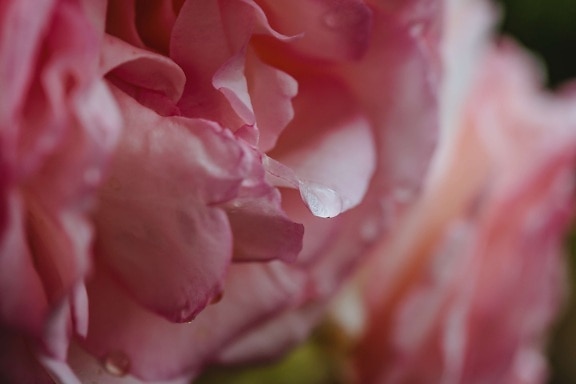 dew, moisture, petals, pinkish, pink, shrub, petal, camellia, flower, rose