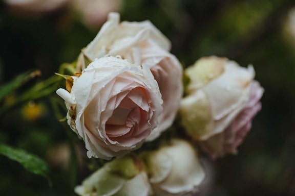 elegan, mawar, bunga putih, bunga, naik, alam, semak, karangan bunga, daun, kabur
