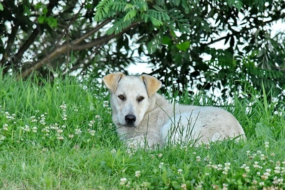 beautiful, dog, grass, laying, puppy, pet, canine, cute, nature, animal