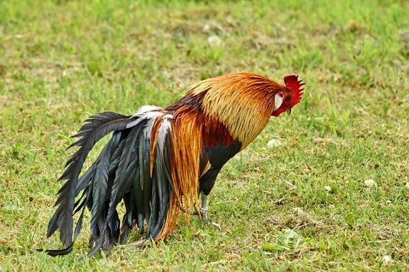 colorful, feather, plumage, rooster, tail, farm, bird, animal, grass, nature