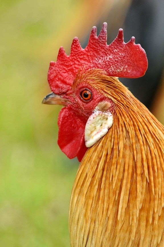 beak, chicken, close-up, eye, eyelashes, poultry, village, animal, nature, bird