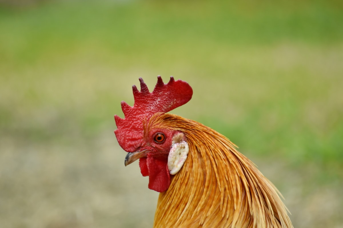animal, domestic, rooster, side view, chicken, bird, poultry, farm, nature, outdoors