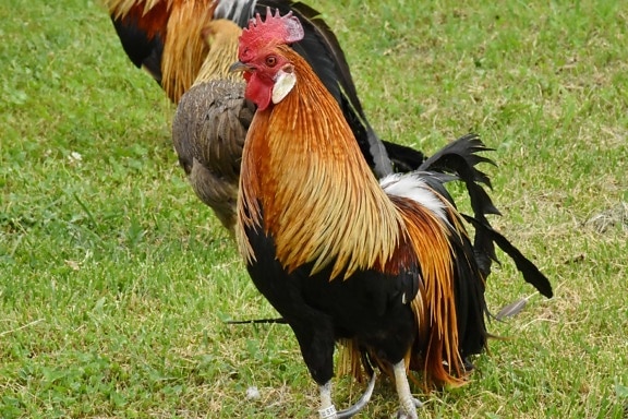 chicken, farmland, grass, hen, poultry, rooster, animal, bird, farm, nature
