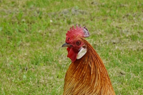 crest, rooster, animal, poultry, grass, bird, hen, farm, chicken, nature
