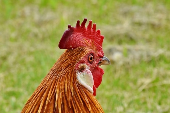 animal, beak, countryside, rooster, bird, poultry, chicken, farm, nature, hen