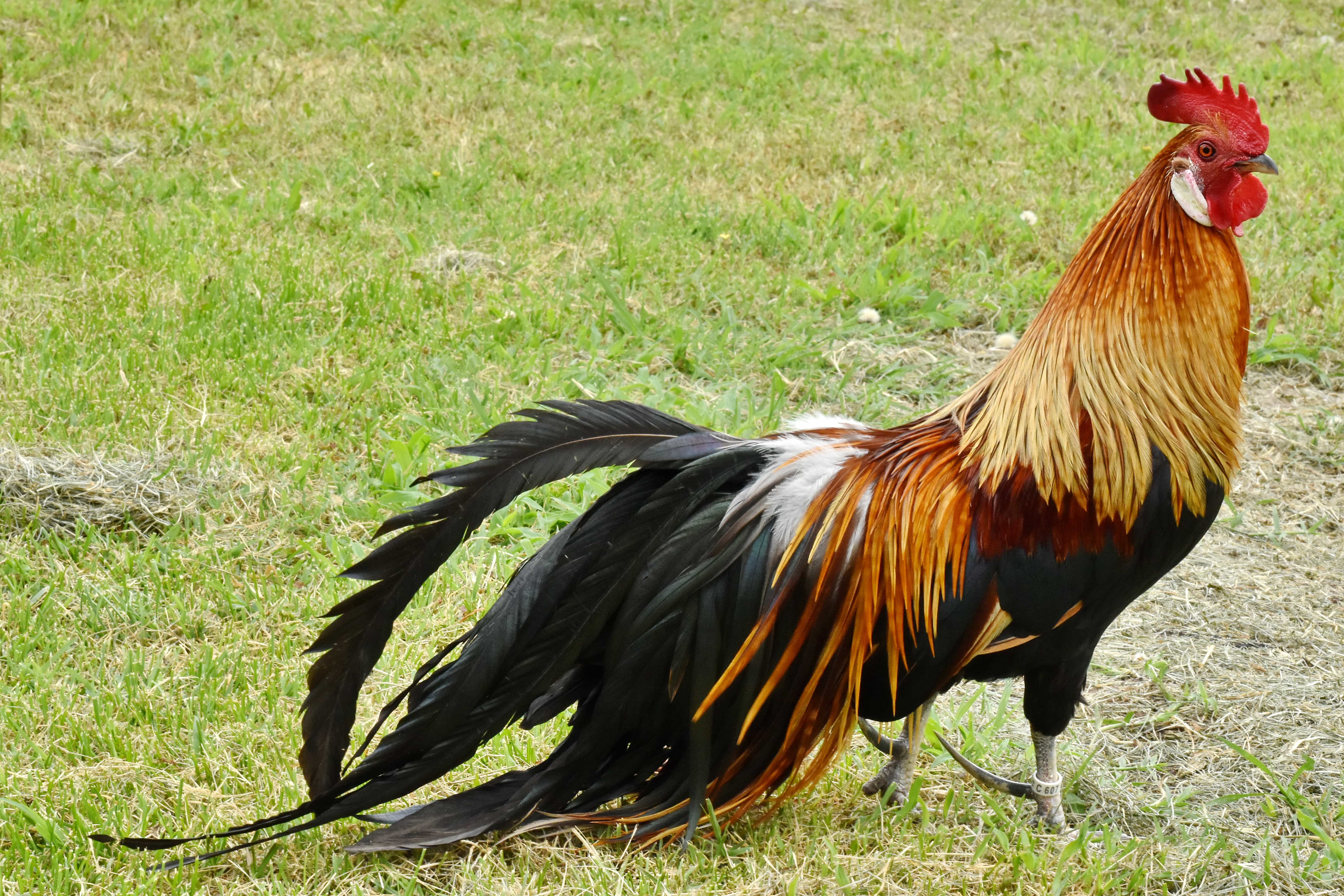Free picture: animal, colorful, feather, plumage, rooster, tail, farm, bird,  grass, rural