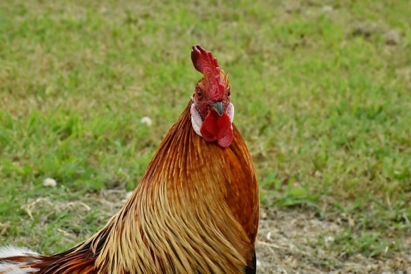 beak, farmhouse, plumage, rooster, side view, farm, poultry, bird, animal, chicken