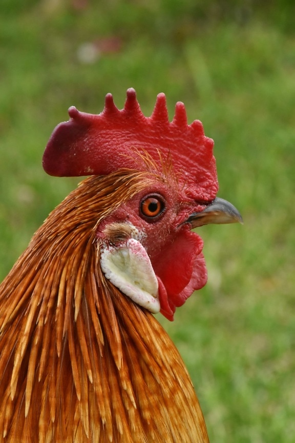 beak, portrait, rooster, standing, vertical, poultry, nature, farm, bird, chicken