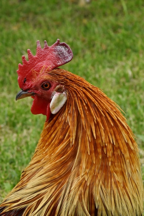 beak, eyeball, eyelashes, feather, head, orange yellow, red, rooster, farm, hen