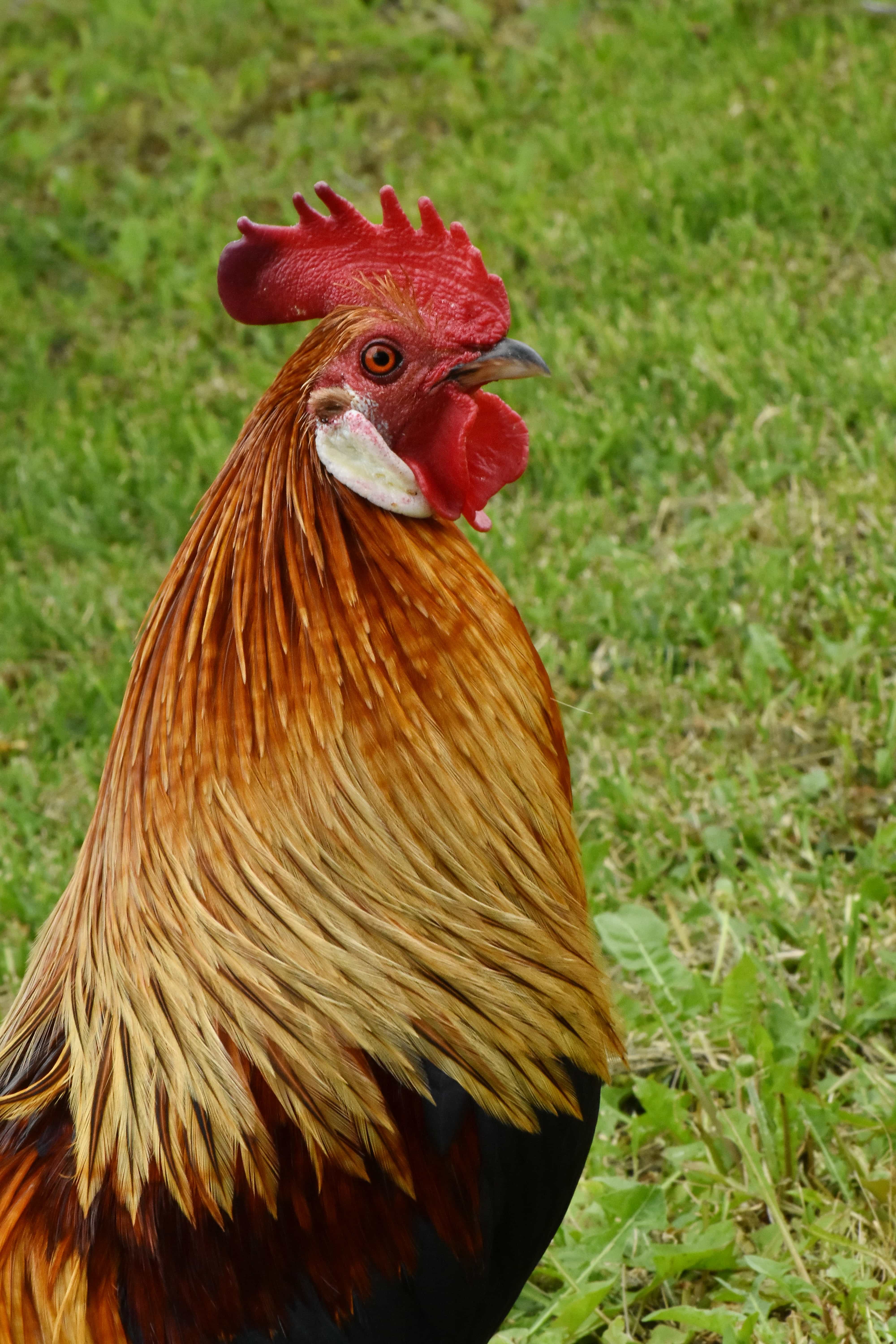 Free picture: feather, poultry, rooster, bird, farm, crest, hen, animal,  chicken, nature