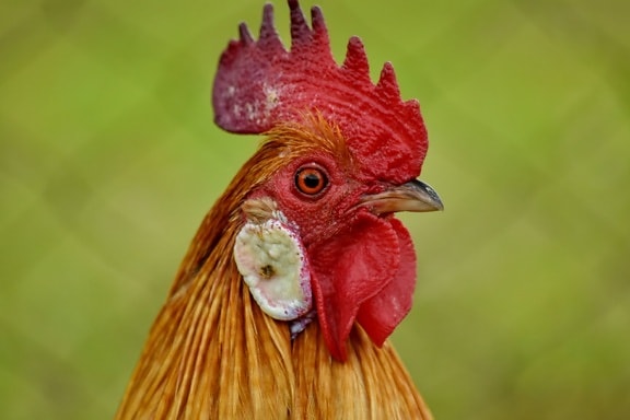 bird, domestic, head, portrait, rooster, side view, nature, animal, farm, poultry