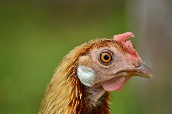 næb, kylling, helt tæt, øje, fjer, makro, høne, dyr, fugl, fjerkræ