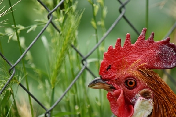 beak, close-up, domestic, eye, feather, fence, grass, ranch, rooster, side view