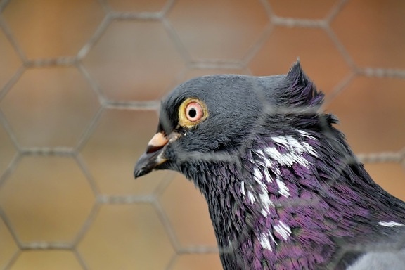 cage, feather, fence, head, pigeon, portrait, purple, side view, wires, nature