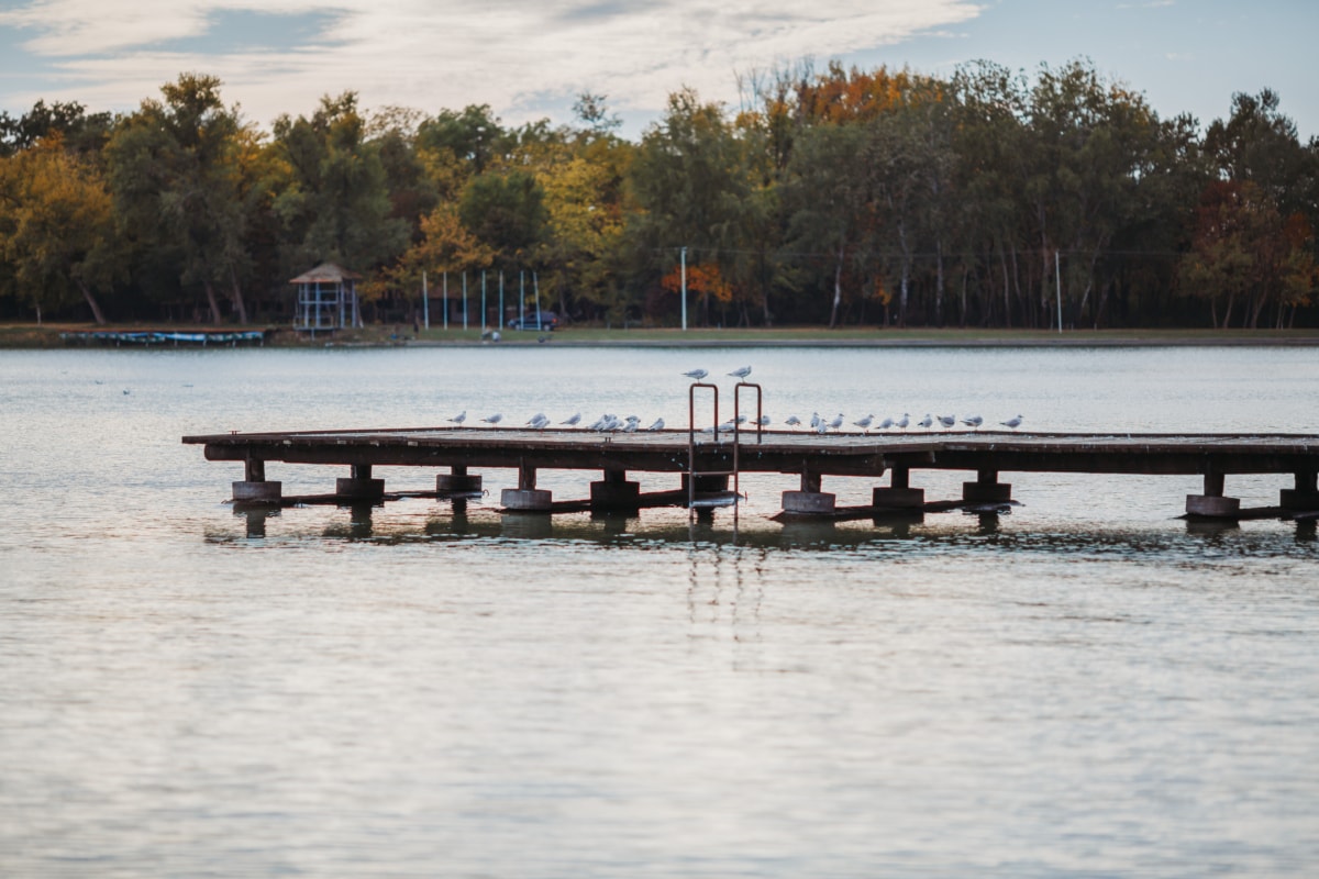 dock, lakeside, resort area, seagulls, tourist attraction, water, pier, device, river, lake