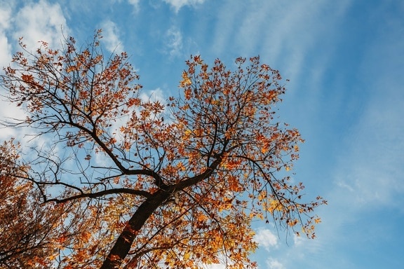 les, strom, větev, příroda, závod, list, světlé, pěkného počasí, venku, modrá obloha